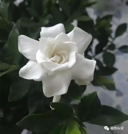 栀子花养得好,盆土酸化刻不容缓
