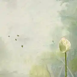 淡雅荷花纹理服装主图背景图片免费下载主图直通车psd千库网图片编号5134206