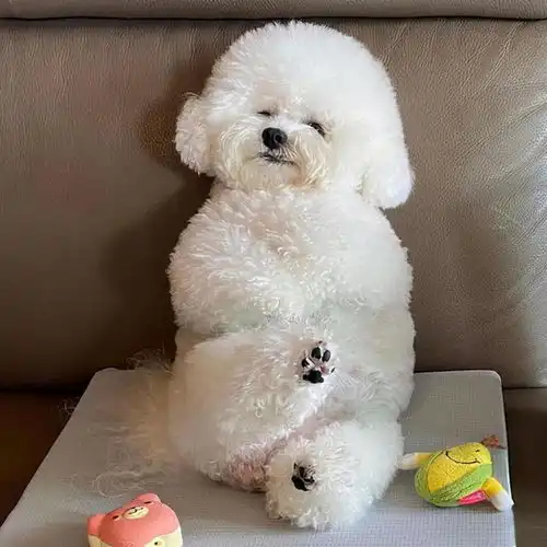 网友问你会爱上比熊犬,这些撒娇的方式吗