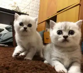 英国短毛猫银渐层小奶猫找新家