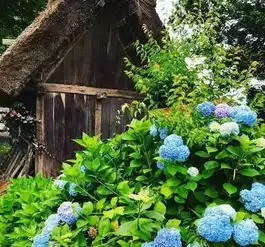 雪化了,白川乡美成了精灵住的世界遇上紫藤花季奈良神鹿公园大阪城公园心斋桥清水寺深圳直飞全程豪华超值6天