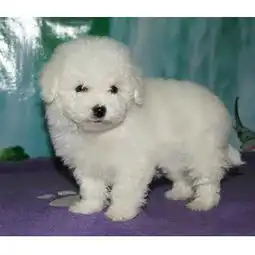 健康活泼的比熊幼犬长沙出售可上门挑选纯种比熊哪里买