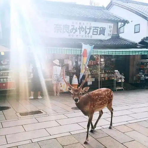 在日本小岛上,被几百只狐狸兔子猫猫们包围是什么感觉