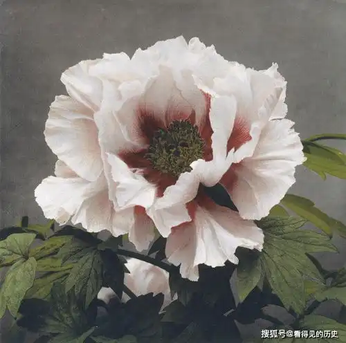 老照片百年前日本摄影师的花卉摄影那娇艳的花朵