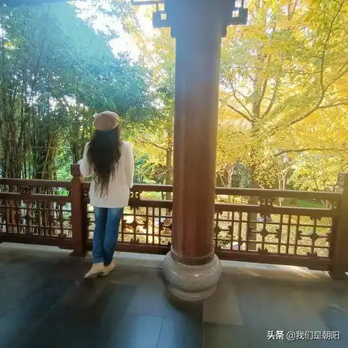 禅意散淡与金黄闪亮的初冬之美