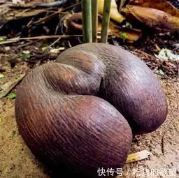 世界上最丑的3种水果,口味奇特,外观诡异,都吃过勇气可嘉