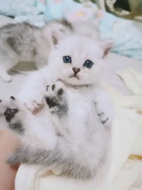 银渐层小奶猫还有2只