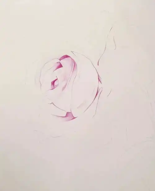 彩铅手绘玫瑰花