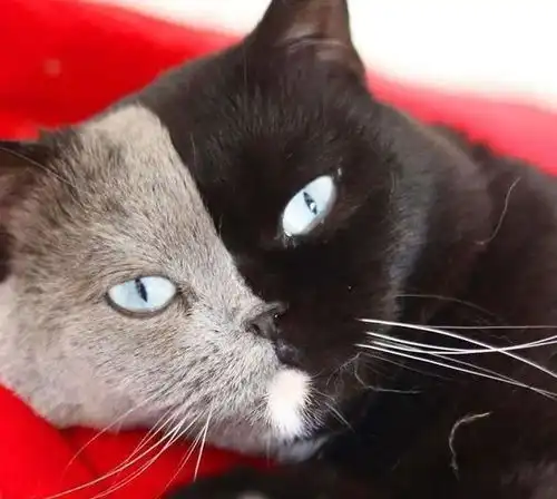 阴阳脸的猫,是怎么生出来的它们的出生有什么秘密