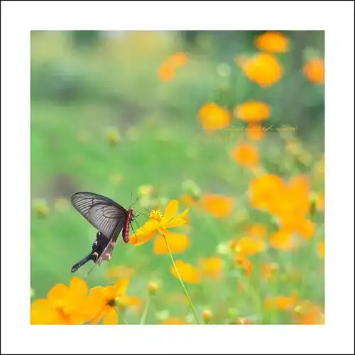 阳光的味道