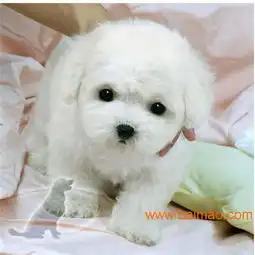 纯种宠物狗贵宾犬,纯种宠物狗贵宾犬生产厂家,纯种宠物狗贵宾犬价格