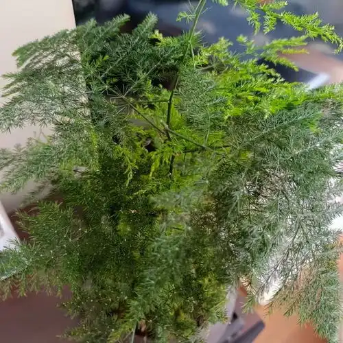 江西一住户,因文竹客厅走红,用9年养成参天大树,好壮观