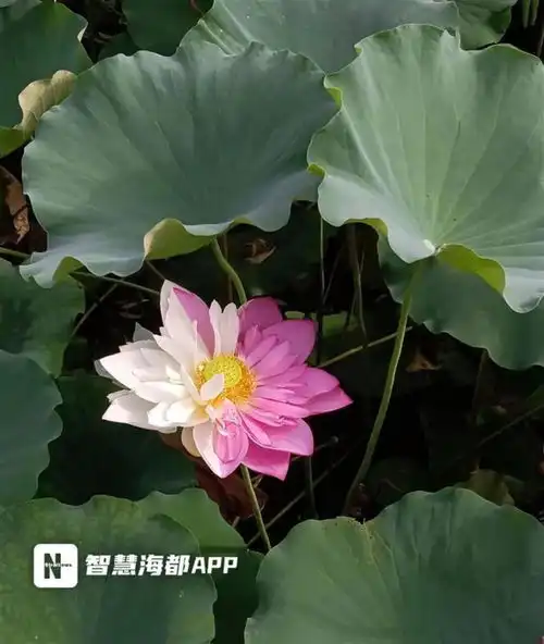 双色荷花疑被情侣摘走,好看岂是下手的理由