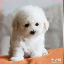 国内冠军级比熊犬培育基地高端比熊宝宝待售
