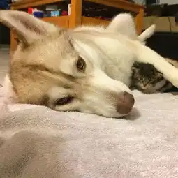 当奄奄一息的小奶猫遇到哈士奇,从此走上喵生巅峰