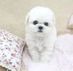 韩国引进大眼睛甜美脸型比熊幼犬保纯种健康质保