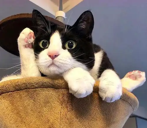 实不相瞒,这5样东西是奶牛猫的克星,它看见都会发抖