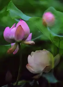 转尼康后第一次尝试多重曝光荷花专辑无敌兔700