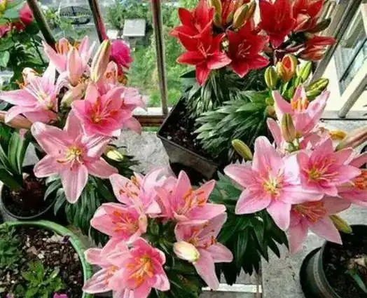 守护12星座的专属绿植,我家都有,你养过几种