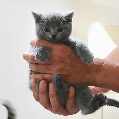 华懋宠物医院小奶猫应该是上天赐予人类的瑰宝了,生动诠释什么叫萌即是正义