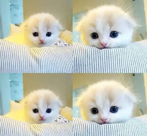 上班前闲吸一波猫再出门,拥有美好心情一整天