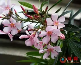 百合使人失眠卧室内绝不能摆放的花