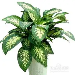 养什么植物最旺财运