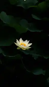 cameraproqt3的中心点测光模式照荷花真不错