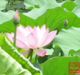京城的荷花竟然这么美带上这份最全赏荷攻略,ta一起去看吧
