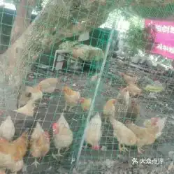 嘉香农庄的果园走地鸡好不好吃用户评价口味怎么样惠阳美食果园走地鸡实拍图片大众点评