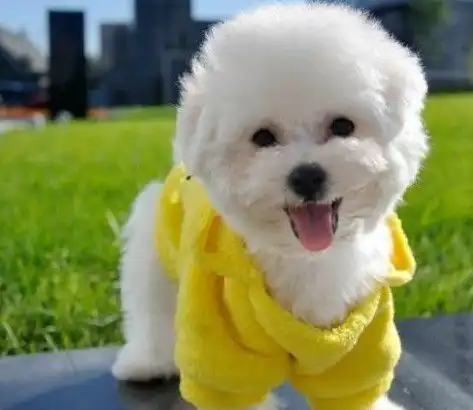 把比熊犬送人之后,就会有这些后果