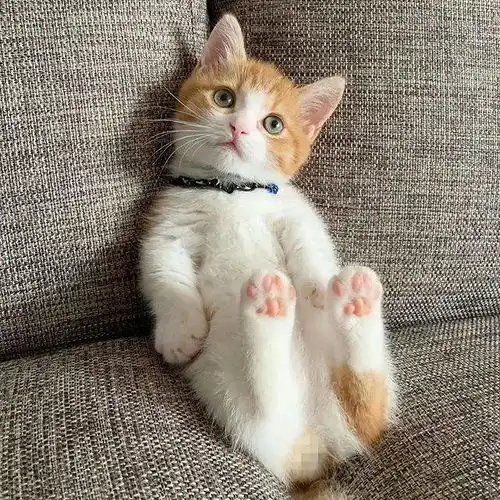日本这只小奶猫火了,睡姿奇特,引百万网友围观