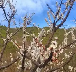在世外桃源释放你的童真天门山森林公园亲子游