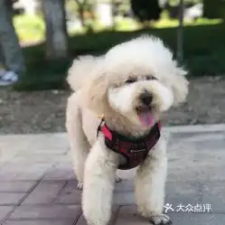 电话,地址,价格,营业时间北京宠物