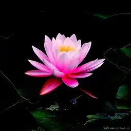 荷花睡莲