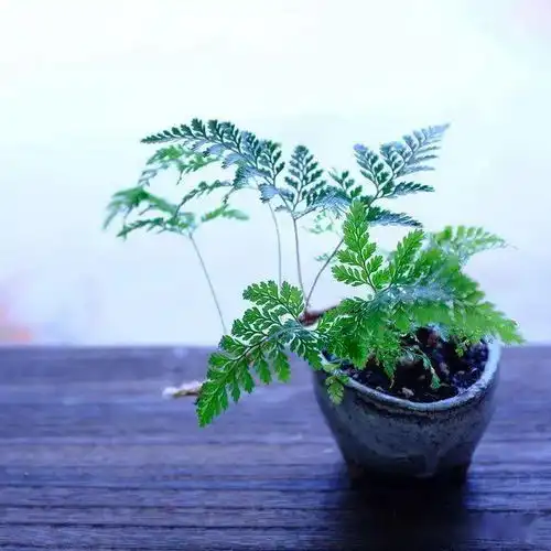 适合养在室内的狼尾蕨禅意盆栽