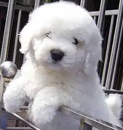合肥纯种比熊犬售价多少合肥出售比熊犬合肥比熊犬价格多少合肥出哪里出售比熊犬