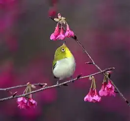 寒冬里的鸟语花香