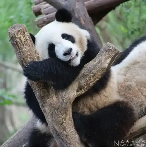 张峰源听说,人大有位熊猫博士