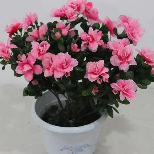 5种花寿命短,今年买明年扔,养护起来有难度,开花绝美