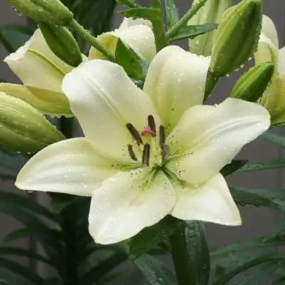 适合妈妈的微信头像唯美温暖的百合花妈妈一定喜欢的