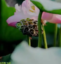 荷塘莲花记