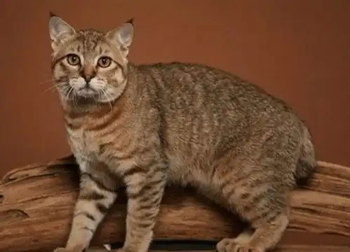 猫猫不吃人是不是因为体型限制了它