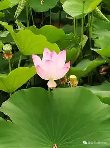 菏泽单县湿地公园荷花,美呆了