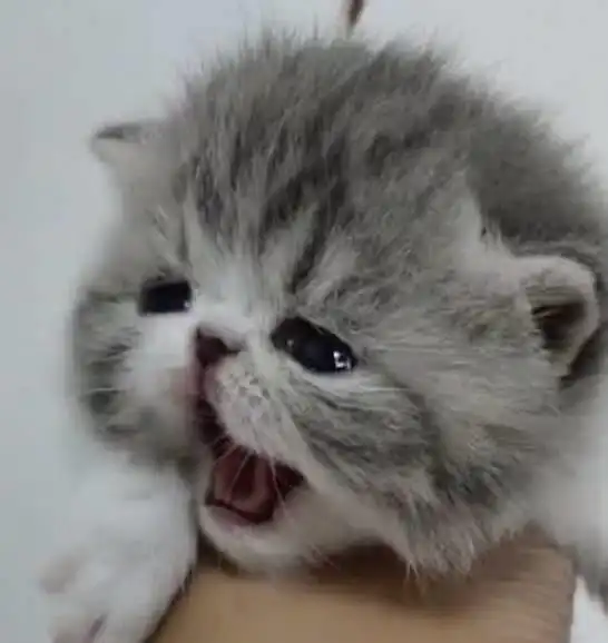 调皮铲屎官不让小奶猫喝奶,小奶猫委屈到眼泪流出来,惹人心碎