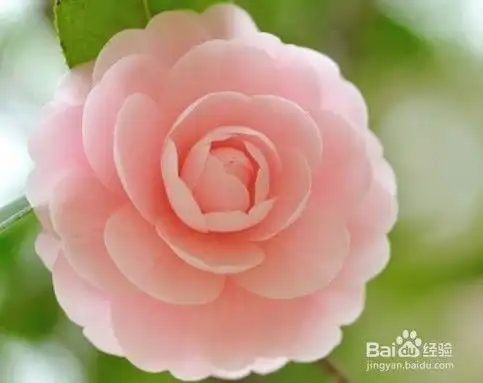 中国各大主要城市的市花以及由来