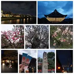 日本六日游京都大阪奈良赏樱追鹿