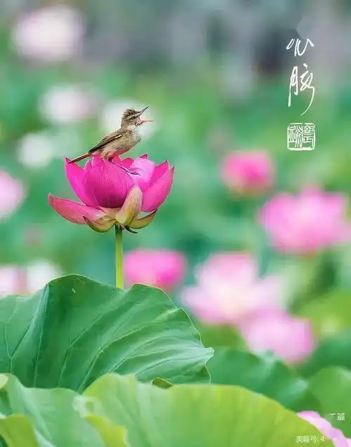2020年摄影回顾三赛事汇报
