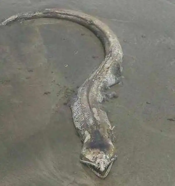 海滩惊现尖牙不明生物