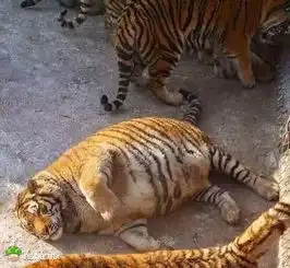 衣紧还乡哈哈.mx